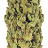 CVIT "BABA JAKA"